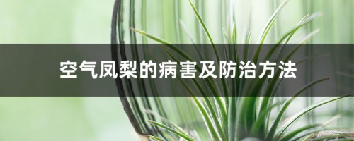 空气凤梨的病害及防治方法