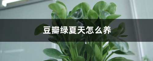 豆瓣绿夏天怎么养