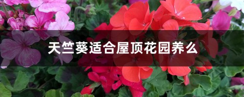 天竺葵适合屋顶花园养么，适合放室内吗?