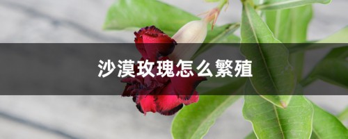 沙漠玫瑰怎么繁殖