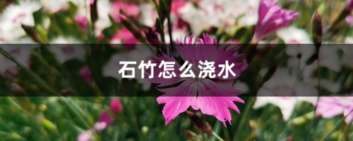 石竹怎么浇水